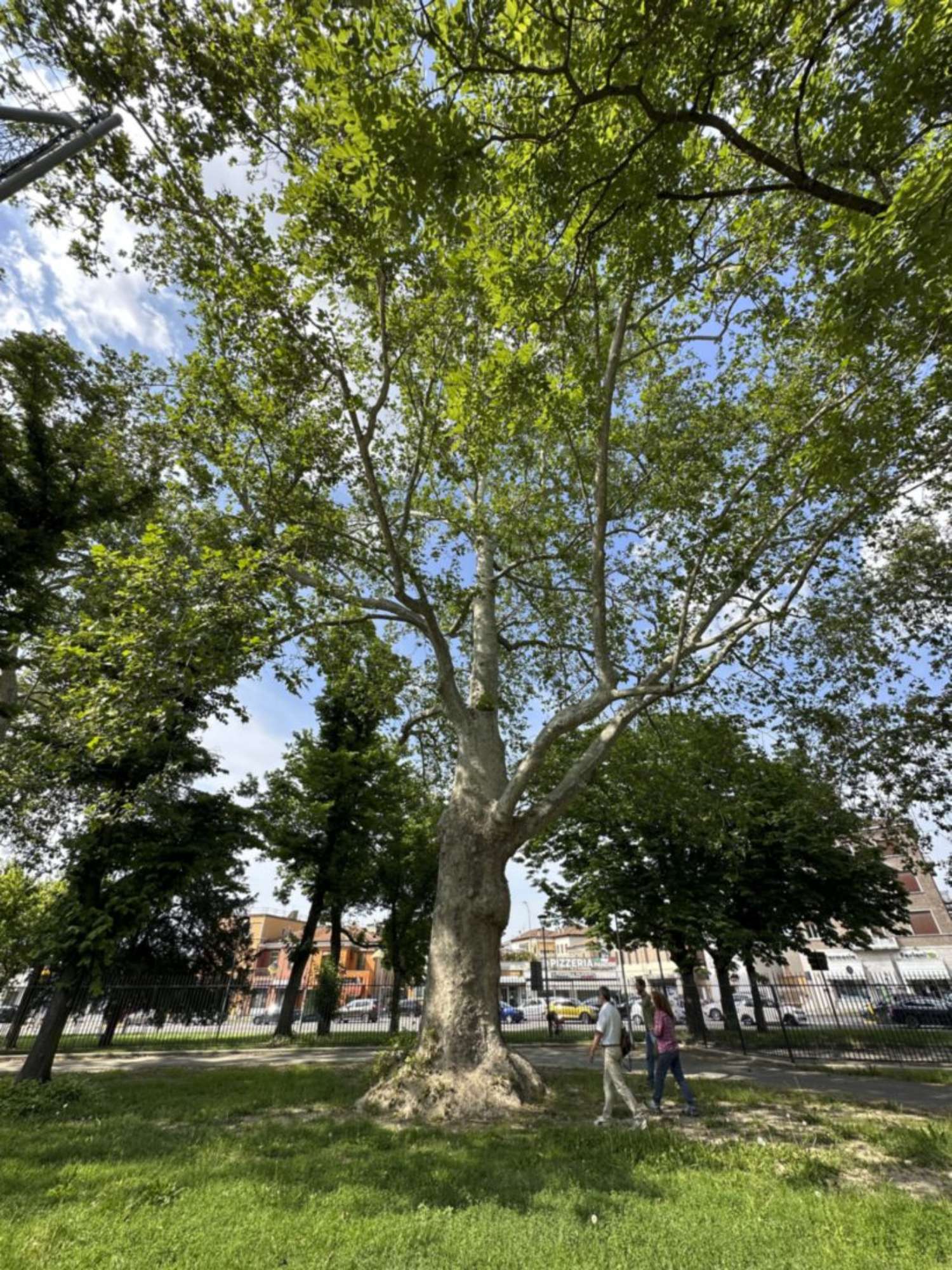 Platano comune_Ferrara_IMG_7702